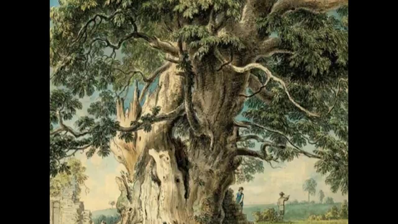 Landscape History 14 English Chestnuts