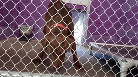 Gustavo 1y Pet Id 946475 kennel 19 HSSAZ shelter_20250530_171100302