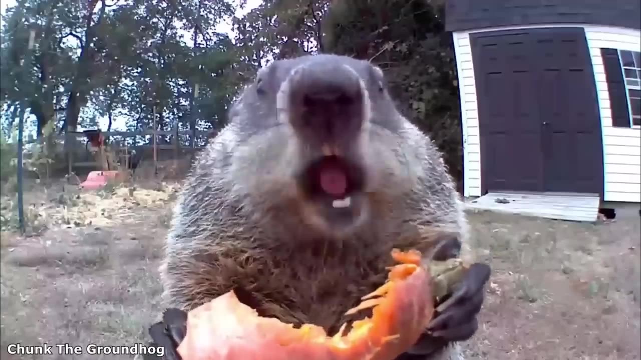 Funniest_Animal_Videos_Ever__Part_1