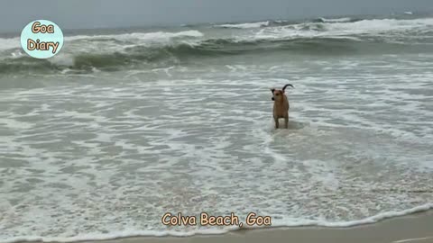Dogs In Colva Beach- Goa Vlogs