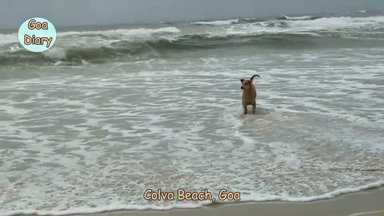 Dogs In Colva Beach- Goa Vlogs
