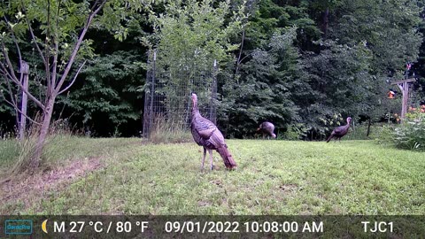 Turkeys and Buck
