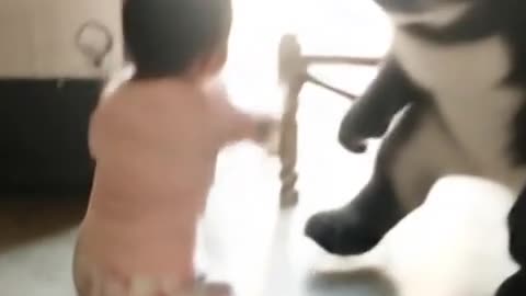 Cute baby girl and gaint cat fight