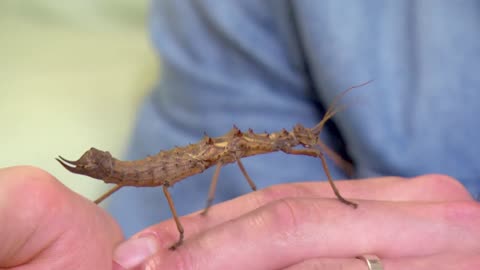 Mi Mascota y Yo - T03E04 - Insectos Palo Espinosos