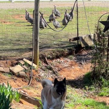 Spicy is always on patrol