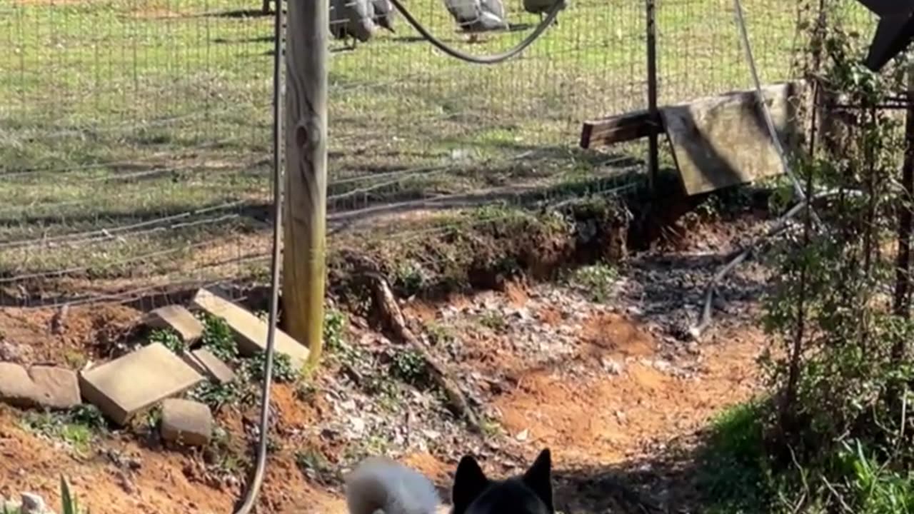 Spicy is always on patrol