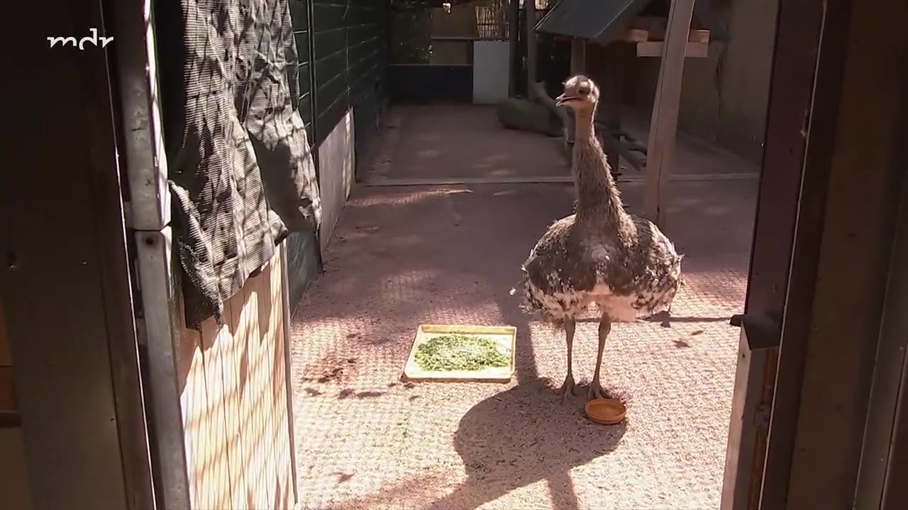 Die Schlagerhitparade 09-05-2025