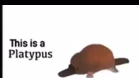 This is a platypus