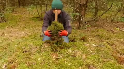 Forest animals