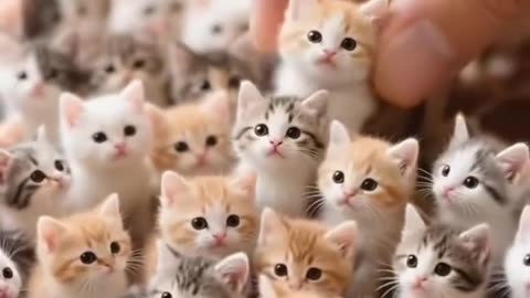 Sshh.. Found a tiny little cutie! 🐾🐱