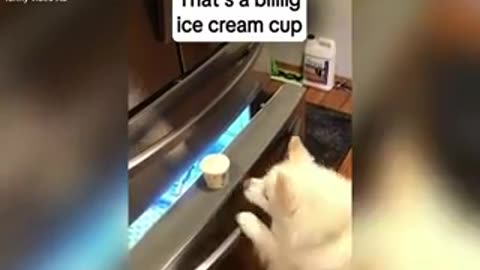 #FunnyAnimals #AnimalComedy #PetFails #HilariousPets #CuteAndFunny