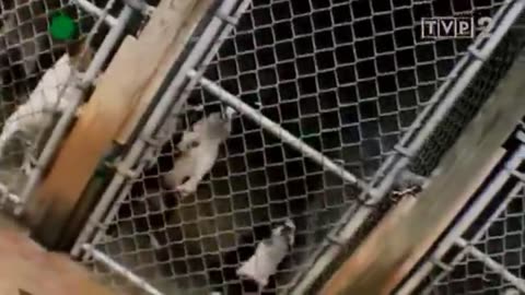 GENIALNE PSY dokument pl