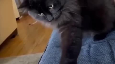 Adorable Cats Doing the Silliest Things! 🐾✨