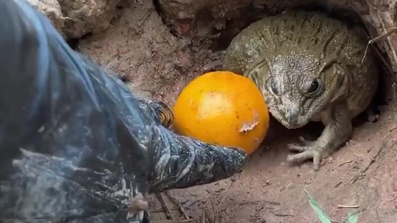 ok but who taught you to scream like that? 😂