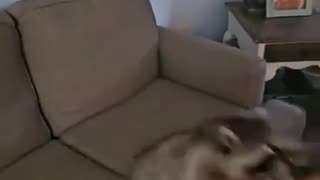 😂🐾 Watch This Raccoon Bounce on the Couch! | FunFM