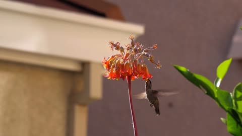 Hummingbird Sound