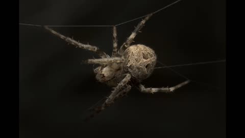 Lord Winter - Spider