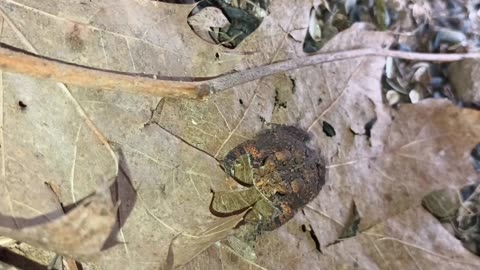 American Toad