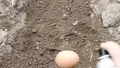 RABBIT MOM you can't guess how many to go in, Videos Cute moment you never know before #yt #625