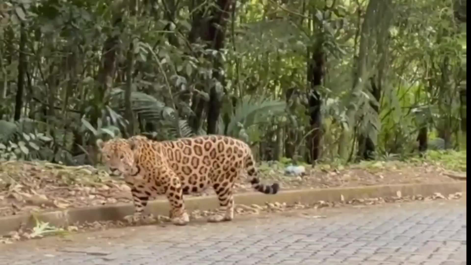 jaguar painted on the road. Paraty / Rio de Janeiro, Brazil 😱