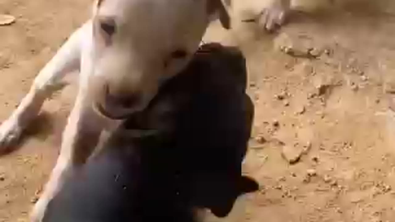 The cute pets