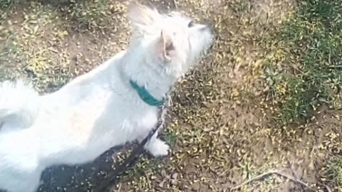 dog