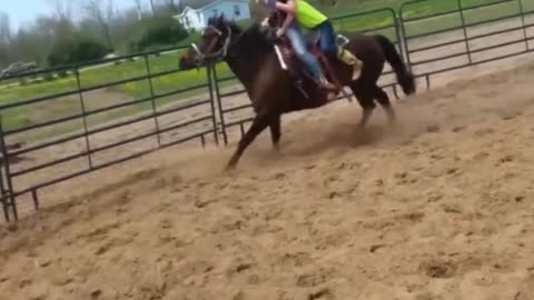 Funny Horses