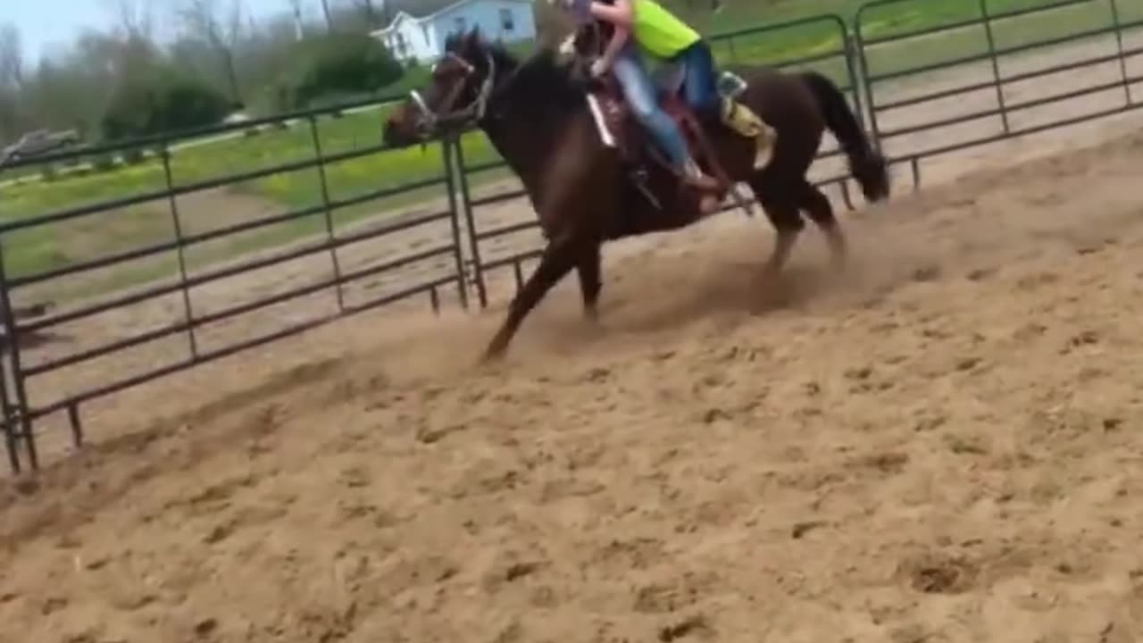 Funny Horses