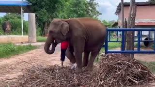 Pet Elephants Eating