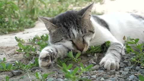 Your Daily Dose of Pets - Cat Learns the Hard Way