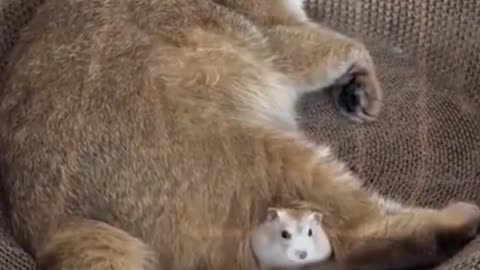 Funny video