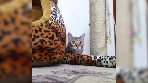 Animals Reacting on TV 2023 [Funny Pets]
