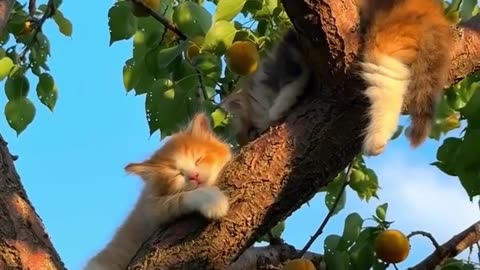😊 😘n.n 😍#Ternuritas de 😸#Gatitos 🍊#Naranja, 😽En 🌳#Árbol de 🍊#Naranjas. - 👧🏻#Flakita.👍🏻