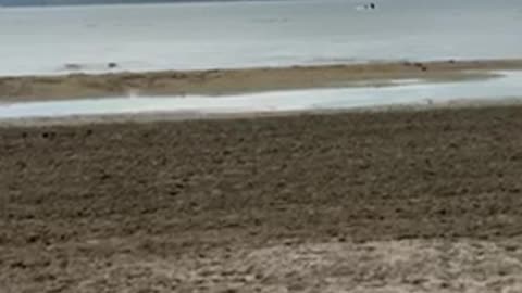 #shorts #seagull running on the #beach at #sylvanlake ⛵️ #lake #vacation #birds #birdsounds #bird