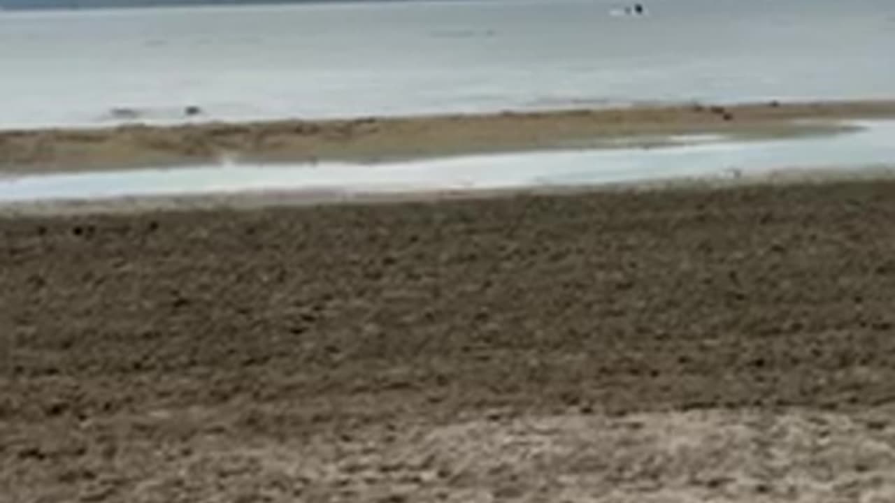 #shorts #seagull running on the #beach at #sylvanlake ⛵️ #lake #vacation #birds #birdsounds #bird