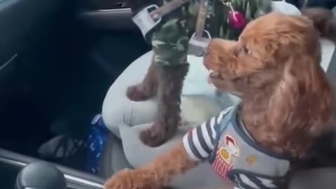 Littels Dog's Comedy Videos 🤣 so cute videos 😍 funny videos 🤣