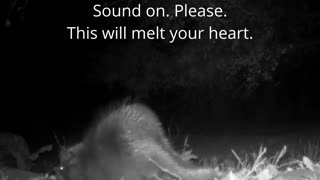 😂🦔 Porcupines Squeaking - You Won't Believe Their Sounds! | FunFM