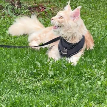 Maine Conon when he was hot all fours in the air