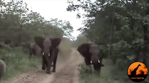 2 Angry Elephants Unexpectedly Charge A Vehicle - Latest Wildlife Sightings