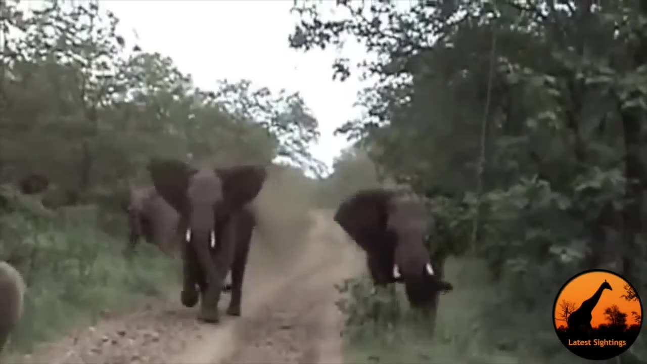 2 Angry Elephants Unexpectedly Charge A Vehicle - Latest Wildlife Sightings