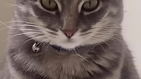 Why, why did I create this 👁👄👁 (Ankha meme)