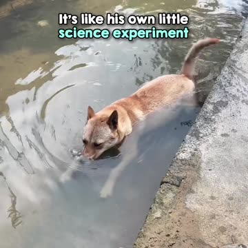 Dog blowing bubbles