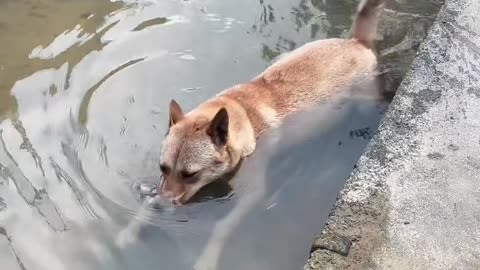Dog blowing bubbles