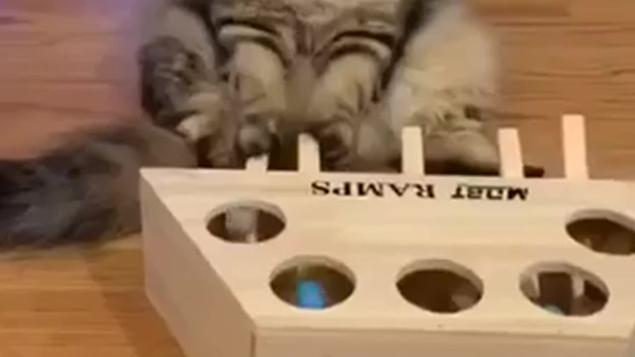 A toy for a cat