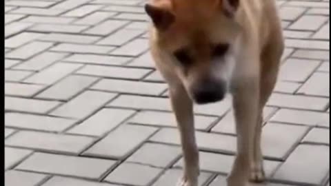 Cutest Dog Moments That Will Make You Smile!