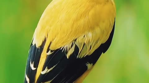 The Oriole