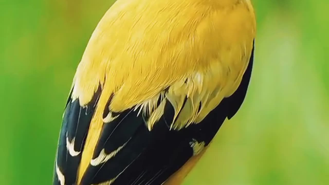 The Oriole