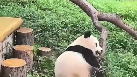 🤯🐼 You Won't Believe Why Pandas Survive Against Evolution! | FunFM