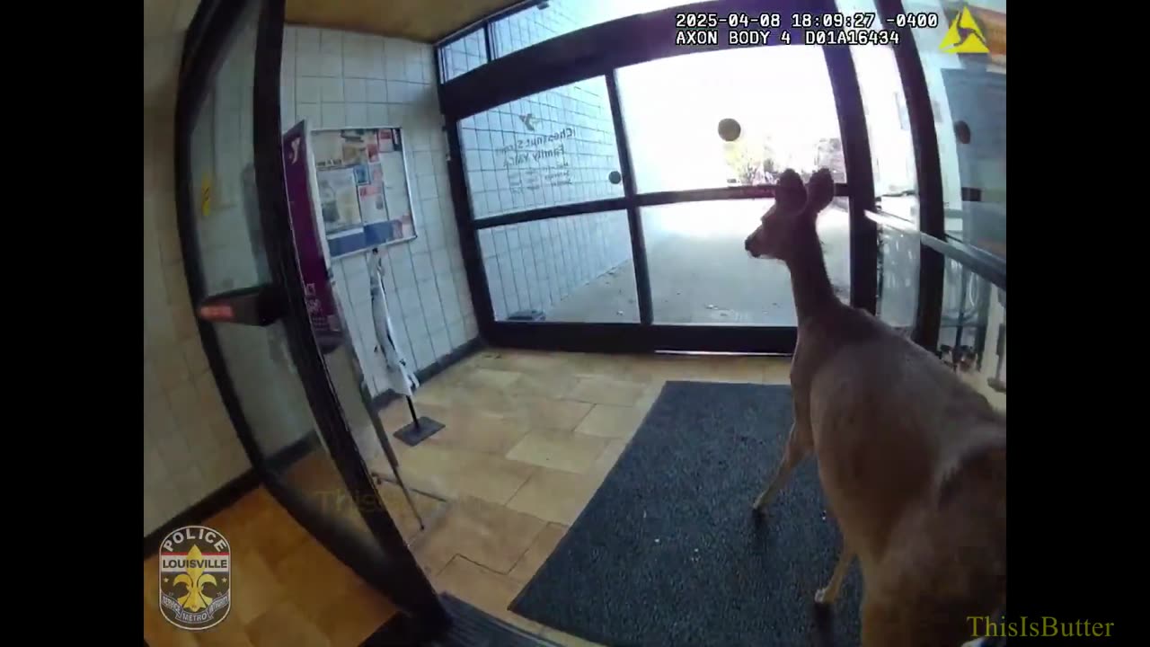 Deer wanders into YMCA in downtown Louisville
