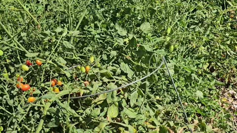 My garden in 2025